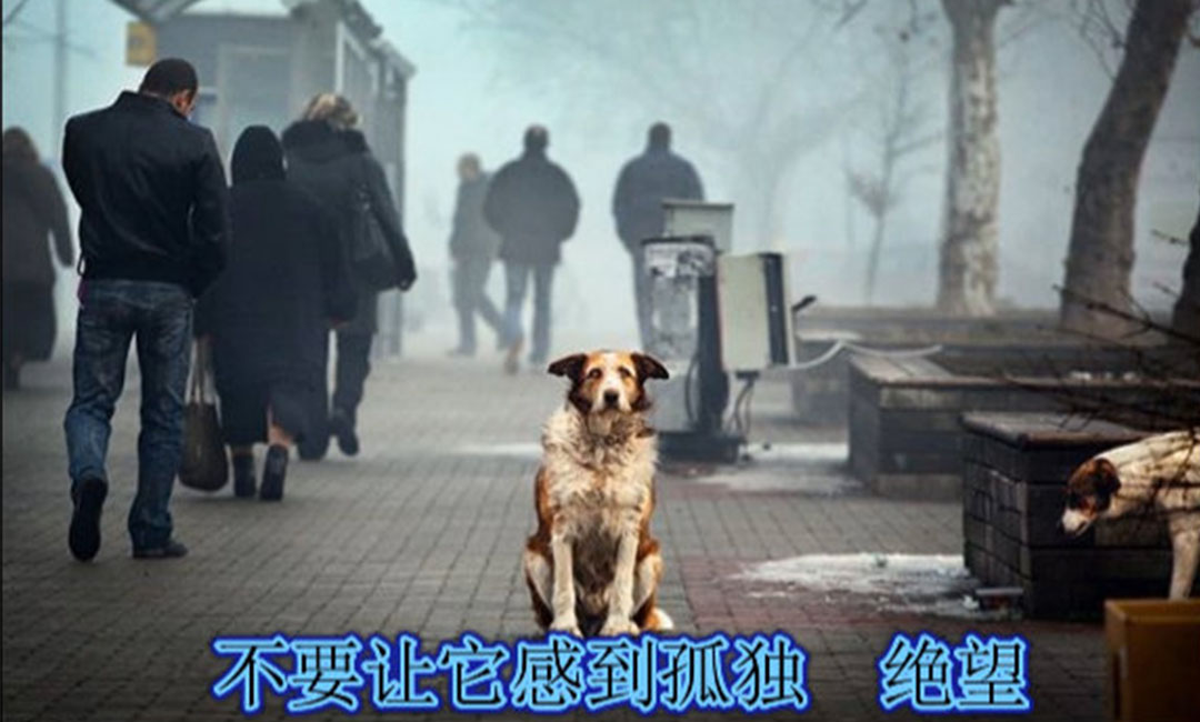 沈阳沈阳爱影圈微博微信转发案例